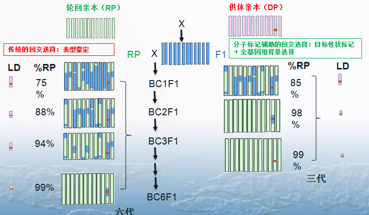 通過檢測分子標記,即可檢測到目的基因的存在,達到選擇目標性狀的目的