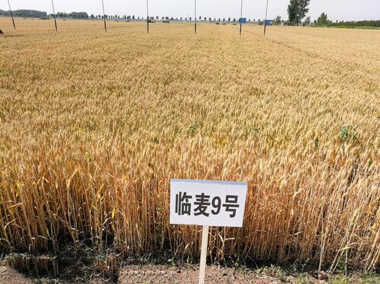 1BD98BC4155693178FA57340949_36FBD07E_101AD_副本.jpg