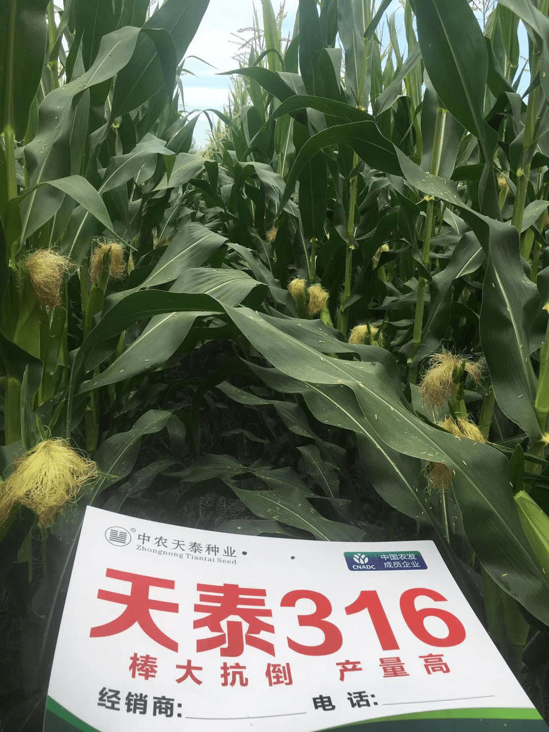 天泰316,棒大高产真优秀——桓台天泰316观摩会顺利召开