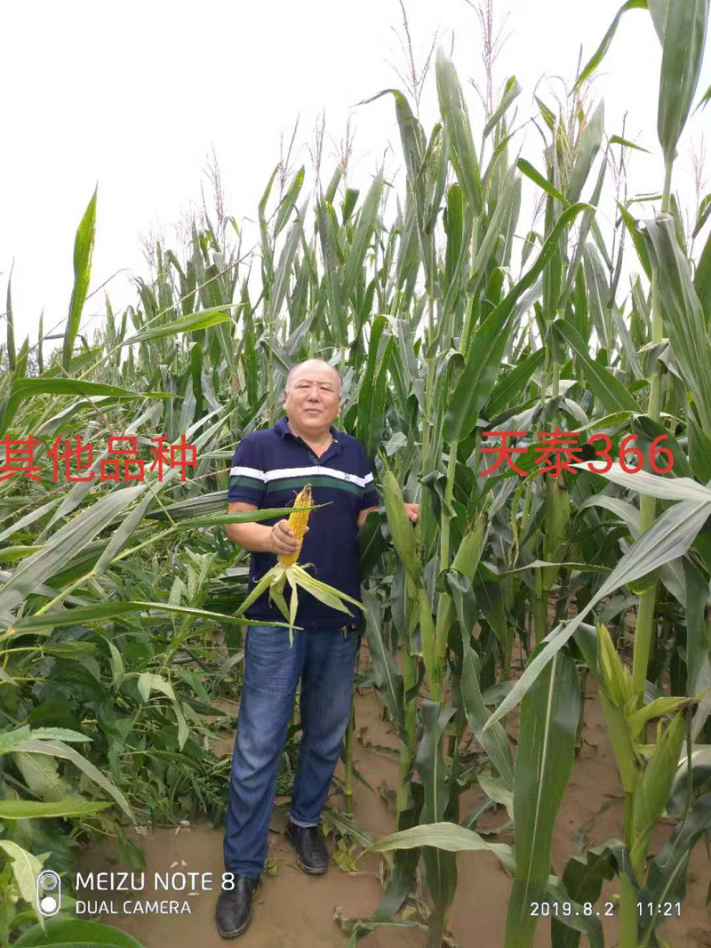 三抗,两好,一高品种——天泰366大型观摩预定会胜利召开