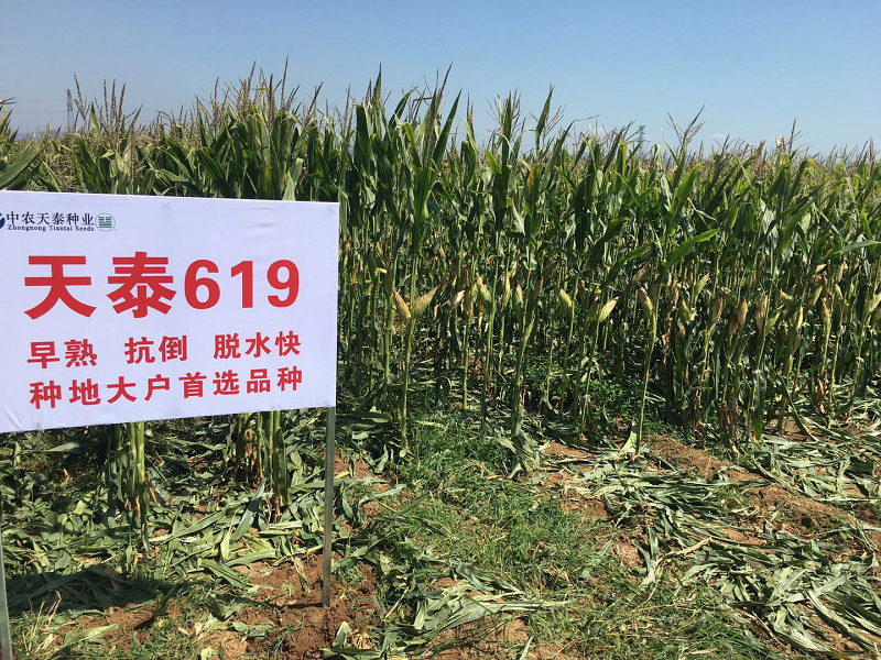 图片15.png