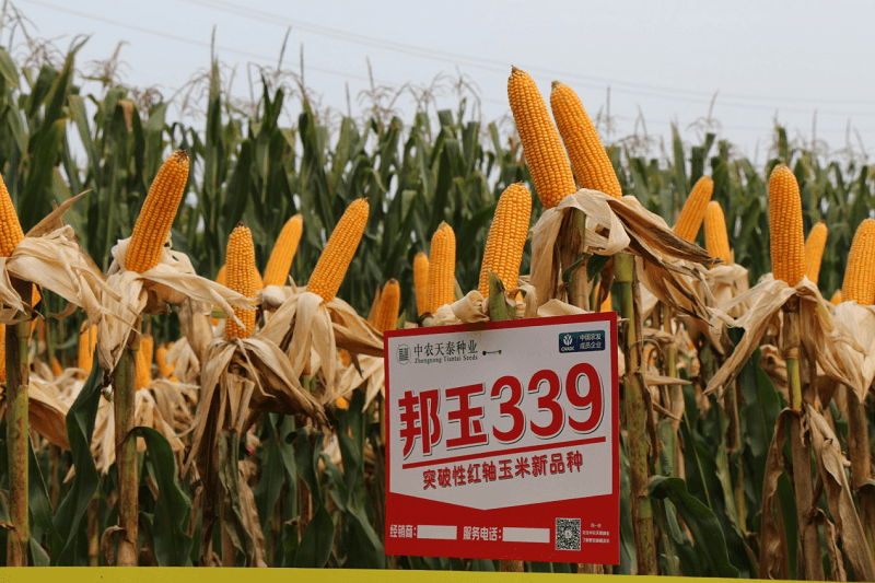 漯河观摩会 - 山东中农天泰种业有限公司