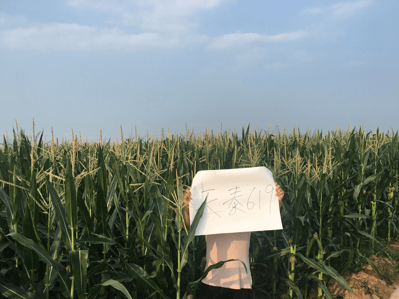 天泰619:"种粮大户首选品种"