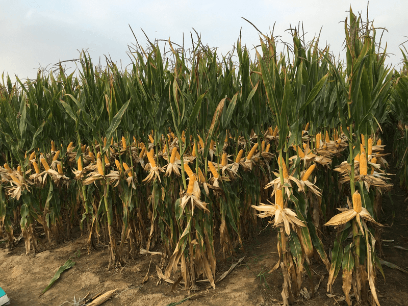 天泰619:"种粮大户首选品种"