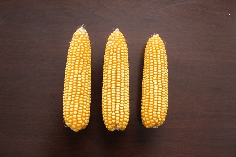 天泰619—矮秆早熟抗逆强懒汉玉米宜机收