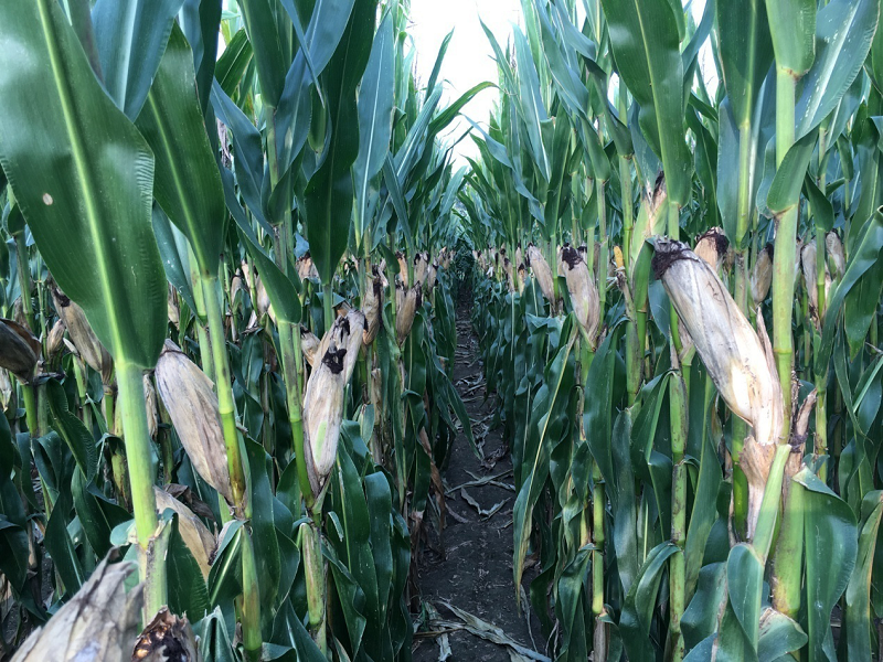 天泰619—矮秆早熟抗逆强懒汉玉米宜机收