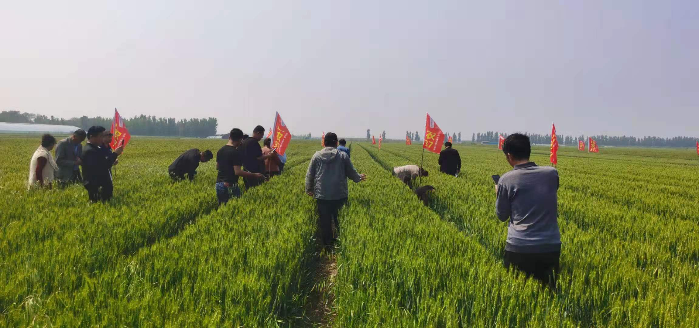 国审山农37小麦新品种胶东地区观摩会成功召开 - 山东中农天泰种业