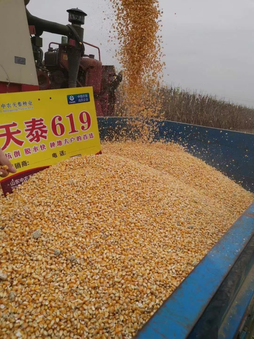 天泰619荣获2021年中国农业发展集团科技成果奖