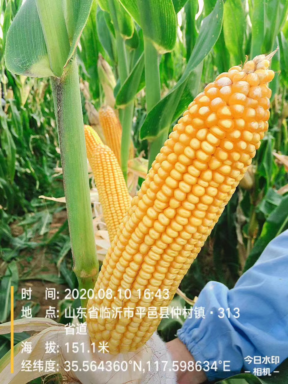 天泰619荣获2021年中国农业发展集团科技成果奖