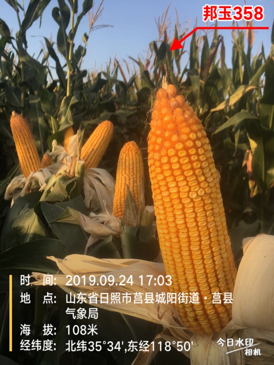 邦玉358.jpg