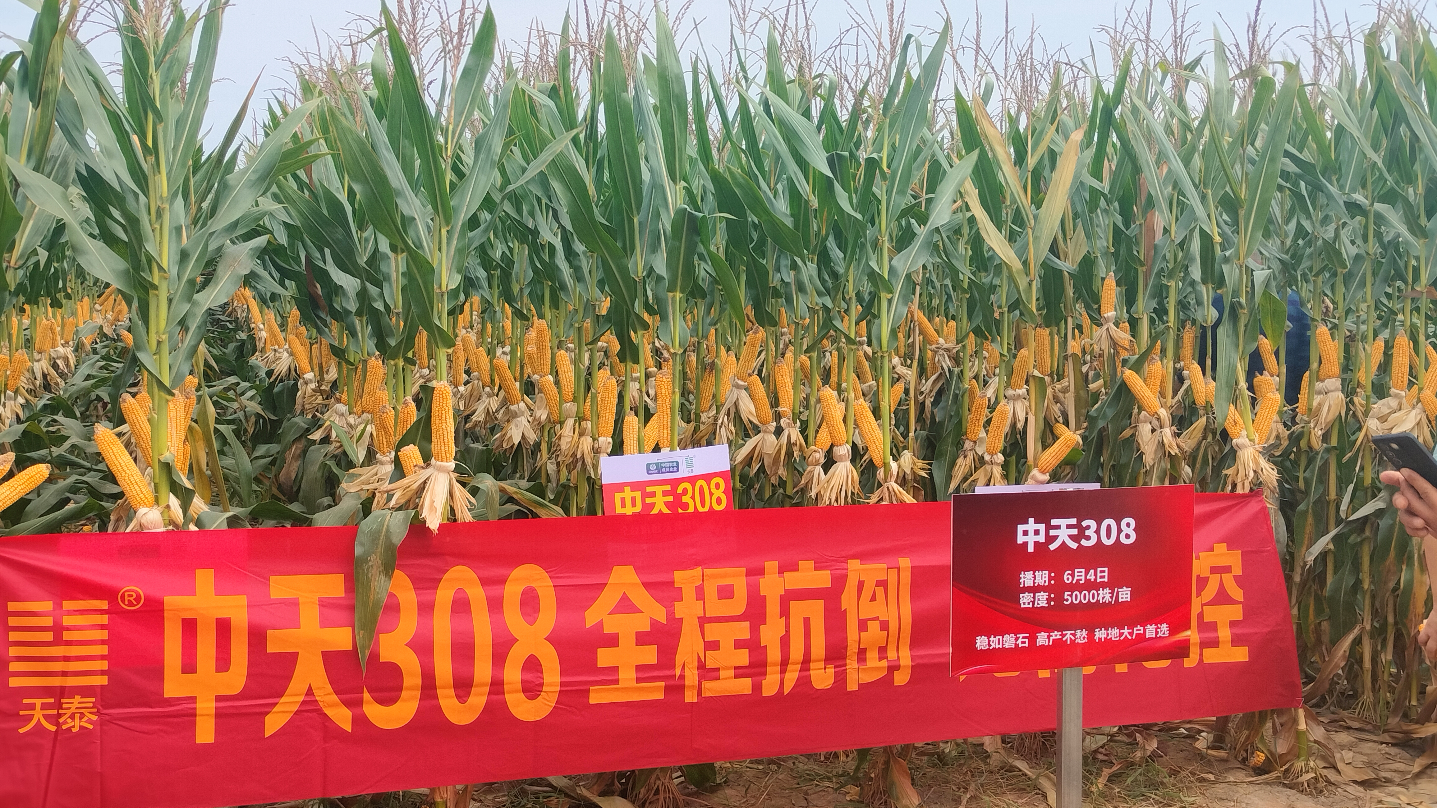 图片7-中天308.jpg